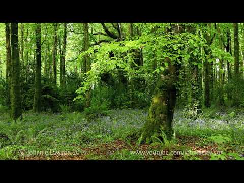 Short 20min.Meditation in Nature-Relaxing Sounds of Birdsong-Birds Singing-Relaxation-Johnnie Lawson