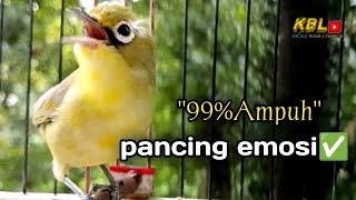 Download lagu CIAK CIAK JOSS KECIAL KUNING AMPUH||PANCINGAN KECIAL MALAS BUNYI|| mp3