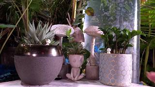 Potting Sturdy Houseplants