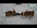 Welsh Corgi Pembroke dogs for sale: Tramp - Video 1