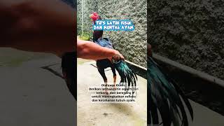 Download lagu Tips Latih Fisik dan Mental Ayam #pakhoy #ayambangkok #breedingfarm #reels #peternak mp3
