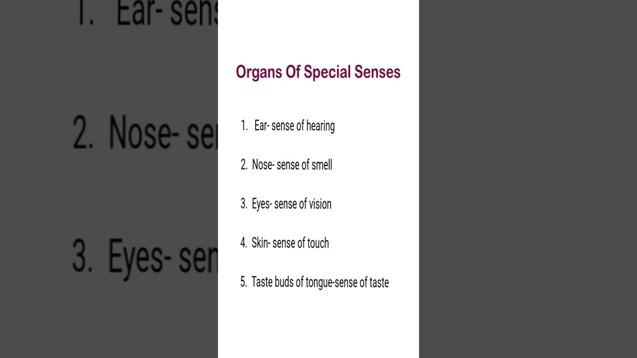 Organs of Special Senses – The Five Human Sensory Organs Explained