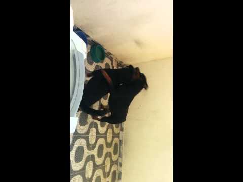 Rottweiler cruzando - Jamal e Sofia - 15/03/2015