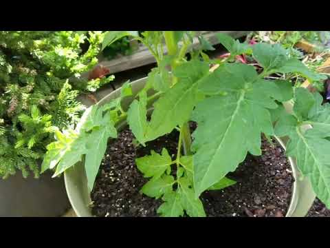 download lagu mp3 mp4 Heirloom Tomatoes Nz, download lagu Heirloom Tomatoes Nz gratis, unduh video klip Heirloom Tomatoes Nz