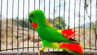 Download lagu Serindit Lain Akan ikut Nyaut Langsung Bunyi Mendengar Serindit Memanggil & Main Singa seperti ini mp3