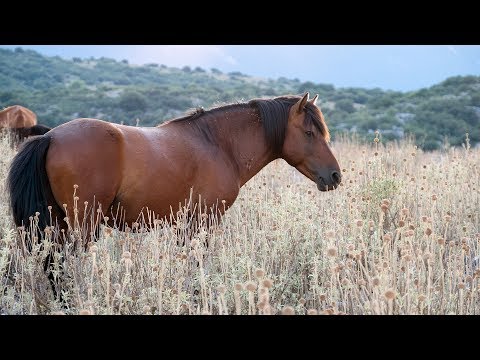 , title : 'Τα άγρια άλογα στη Βαλαώρα Ευρυτανίας | wild horses'