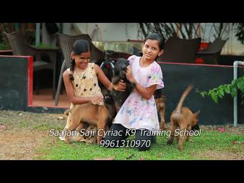 Malinois puppies @ Saajan Saji Cyriac K9 Training School.9961310970.9946513222