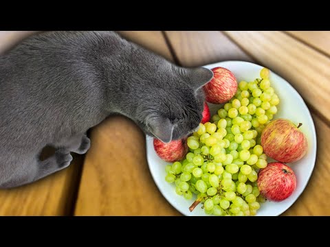 Foods To Avoid Feeding To A British Shorthair Cat