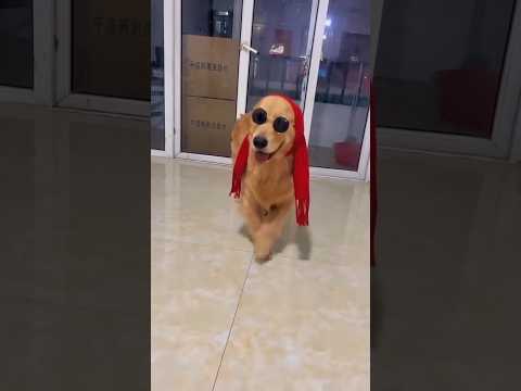 Funny Dog Video 😀😀! #shortsfeed #ytshorts #trending #dog #dogshorts #funnyshorts #shorts #animals