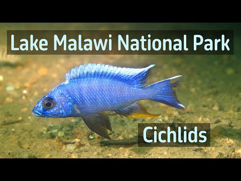 Diving in Lake Malawi National Park