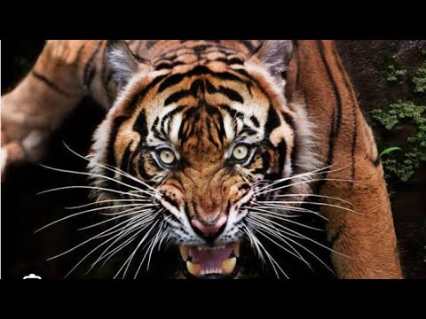 QUAL É O SIGNIFICADO DE SONHAR COM TIGRE E ONÇA
