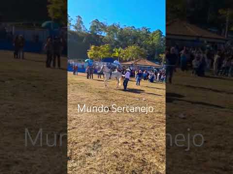 Ibertioga/MG #mundosertanejo #cavalo #sertanejobrasileiro #cavalos #horse #horseshow #minasgerais