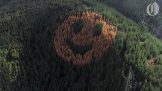 Trees form a smiley face along Oregon&#39;s Highway 18
