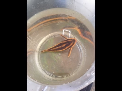 Treating my Striped Raphael Catfish for Parasites