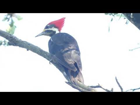 Black-bodied Woodpecker, Dryocopus schulzii, Avia Terai, Chaco, Argentina, 9 Febr 2026 (2/2)