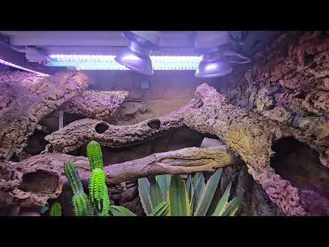 Desert Iguana & Chuckwalla enclosure 