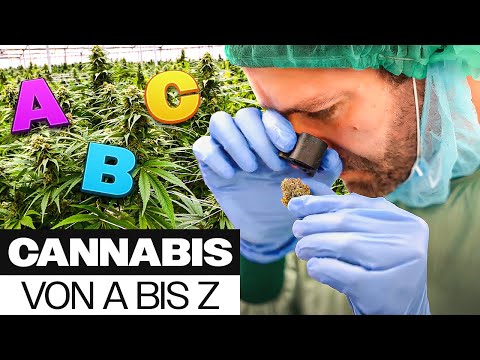 Das Cannabis ABC - Alles, was du über Cannabis wissen musst (2024)