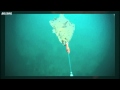 Westin Red Ed Meeres Shad 460g Finding Nemo Finding Nemo - 460g - 1Stück