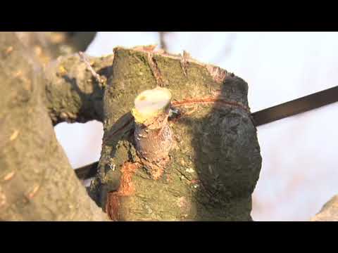 02 03 2019 ZIMSKA REZIDBA