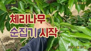 체리나무 순집기는 필수에요