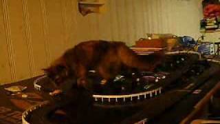 Cat vs. Slot Car
