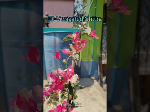 Bougainvillea plant flowers/Rare Bougainvillea variety/Flowers Bloom/Tips & tricks/grafted/garden