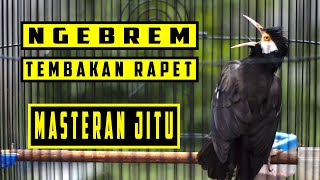 Download lagu MASTERAN JALAK SUREN COCOK UNTUK MASTERAN MURAI BATU ATAU BURUNG LOMBA mp3