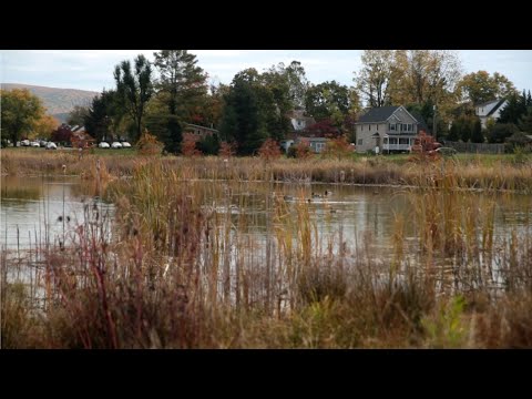 A Wetland in Waynesboro - Chesapeake Bay Foundation