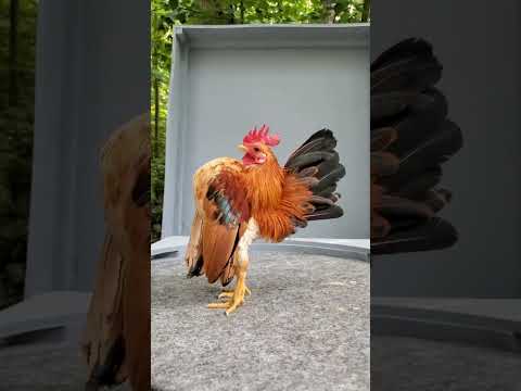 Rooster Strutting His Stuff