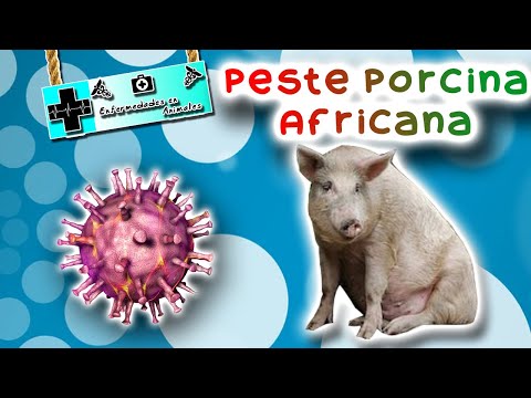 , title : 'peste porcina africana: La enfermedad en los puercos - medicina veterinaria'