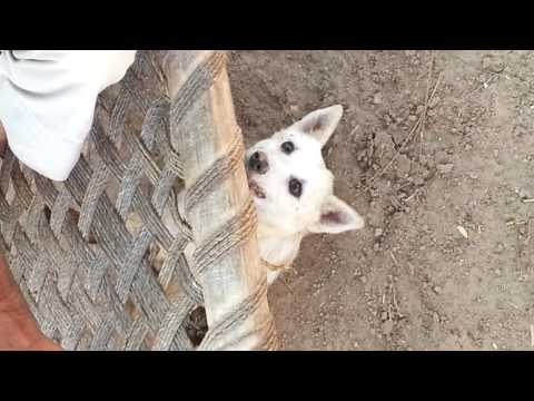 Dog funny clip With Aleem And Luqman Manipuria