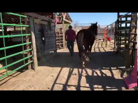 TAG 3926 Führtraining und erste Verladeversuche