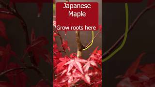 Download lagu Propagating Japanese maple using airlayers mp3