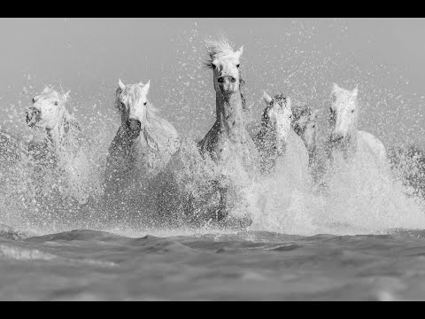 , title : 'Chevaux de Camargue / Camargue horses   HD 1080p'