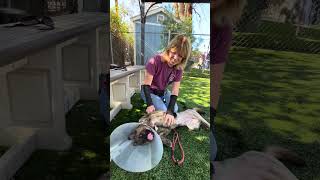 Video preview image #1 Mutt Puppy For Sale in Pasadena, CA, USA