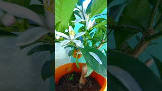 3 Days of Lime Growth: a Time Lapse of the Blossom Cycle #timelapse #shorts #flowers