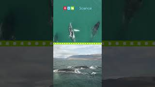 All About Whales #shorts #ngscience