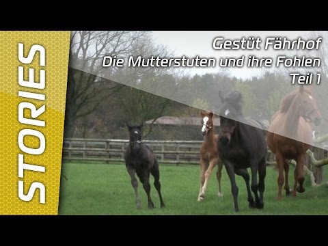 Gestüt Fährhof - Die Mutterstuten und ihre Fohlen - Teil 1