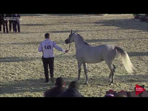 N.149 SA NADEEM - 2019 Qatar Int. Peninsula show - Stallions 4 to 10 years old (Class 10)