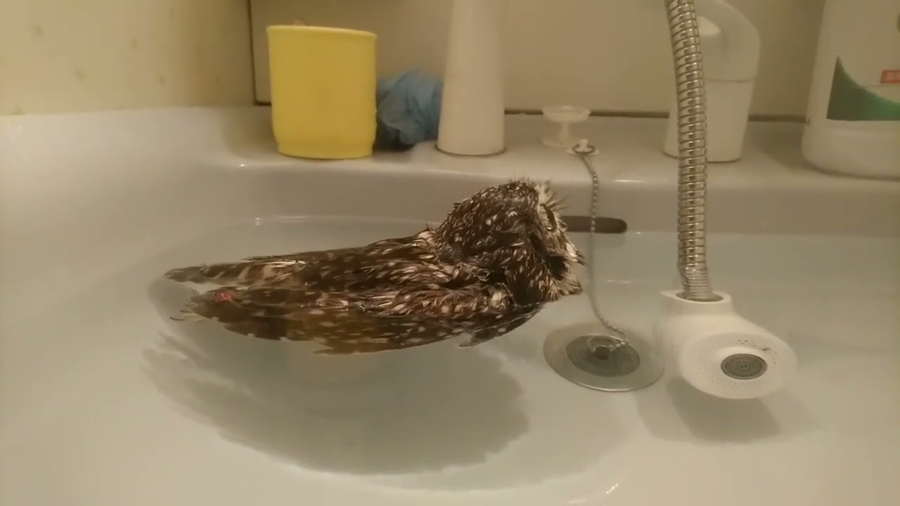 浮かぶフクロウ（2018/12）