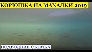 Чем ловить корюшку в приморском крае