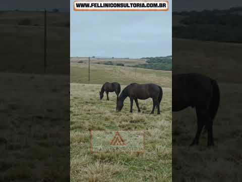 🏞️ FAZENDA COM 1000 HECTARES À VENDA NO RIO GRANDE DO SUL