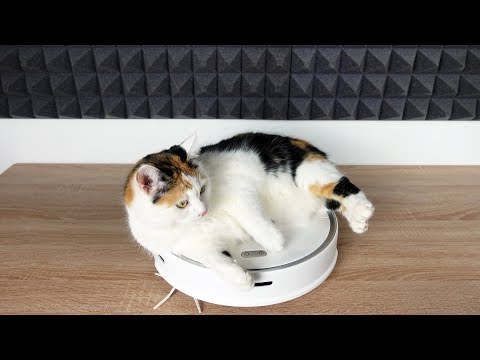 Wie REAGIERT meine KATZE auf einen STAUBSAUGROBOTER?! - Roborock S5 MAX im Test!