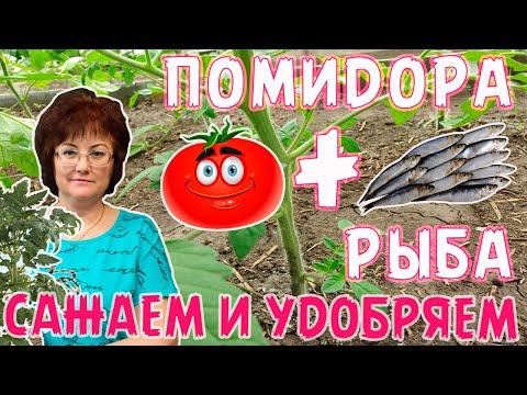 ПОМИДОРА+РЫБА, сажаем и удобряем