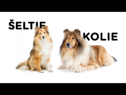 Psí duel - Šeltie vs Kolie - Tlapka TV
