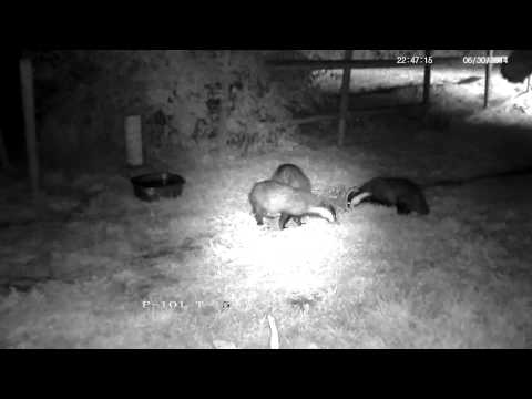 Growling and chattering badgers ! - with sounds