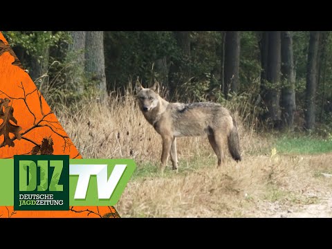 Living with the Wolf (1) – PareyGo Classics