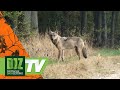Living With The Wolf 1 PareyGo Classics