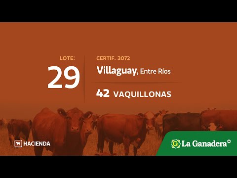 Lote Vaquillonas en Villaguay