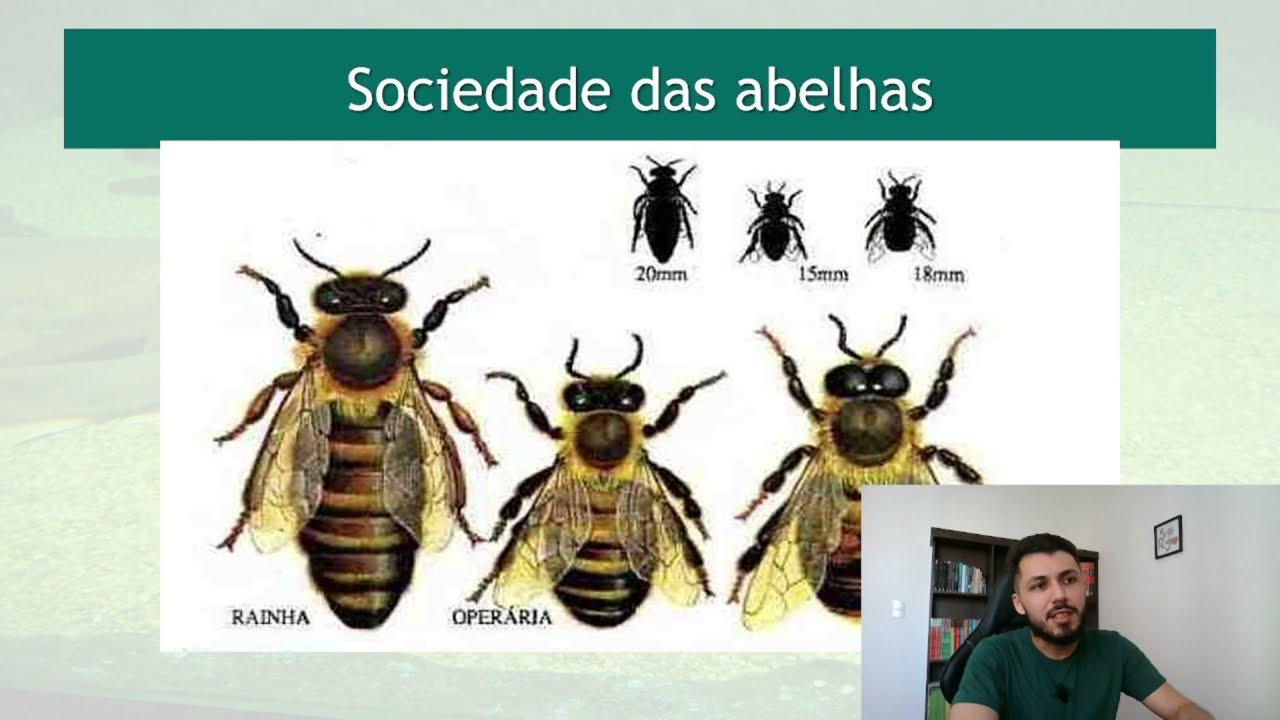 Relações Ecológicas Harmônicas - Aula de Biologia - Prof Zé Vinícius